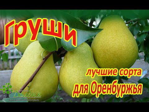 Видео: Обзор груш для Оренбуржья