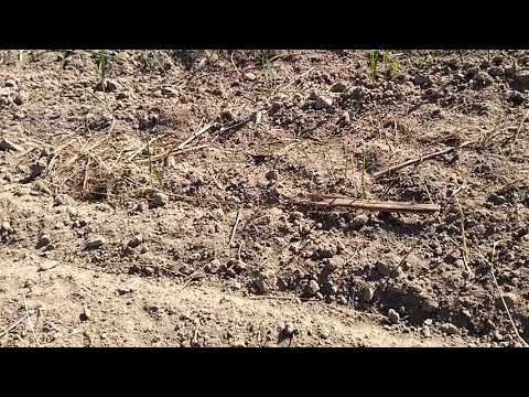 Видео: Медовый конвейер. Первые всходы фацелии после посева медоносов.