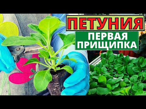 Видео: Как сделать первую ПРИЩИПКУ ПЕТУНИИ? Можно ли прищипнуть главный стебель?