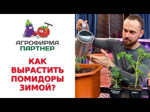 Видео: КАК ВЫРАСТИТЬ ПОМИДОРЫ ЗИМОЙ?