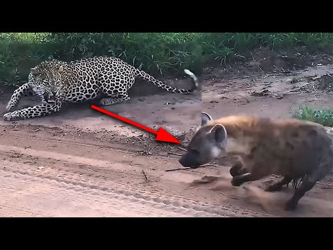 Видео: НЕ НА ТОГО НАПАЛ! Гиены недооценили леопарда и поплатились. Вот что произошло