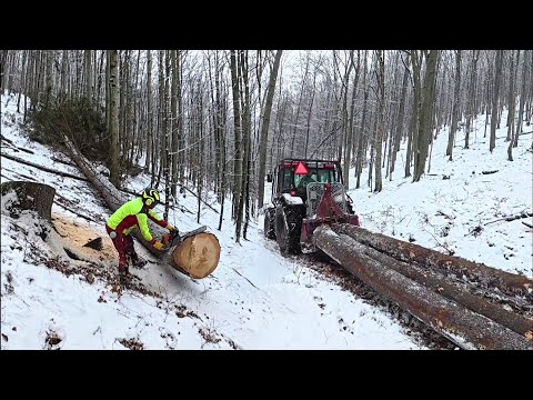 Видео: Вырубка над ручьем на крутом склоне, снег ухудшил наши условия, Амлес, Штиль 500i