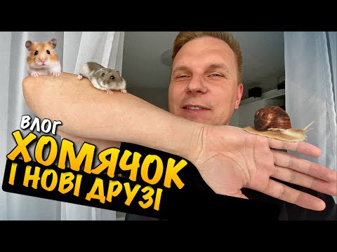 Видео: КУПИЛИ НОВИХ УЛЮБЛЕНЦІВ | КАРОЛІНКА ВИБРАЛА АЖ 3 | SINSAY ШОПІНГ | ХОМЯКИ | АКВАРІУМ SUNSUN | VLOG
