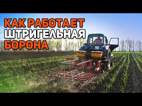 Видео: Комплексная обработка чесночного поля: штригельная борона и подкормка в одном проходе.