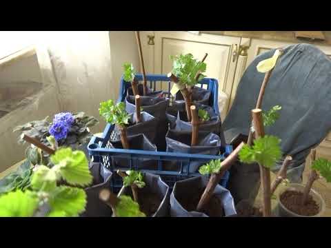 Видео: Виноград из черенка.Не пугайтесь! Это не болезнь и не вредитель. Оэдема.