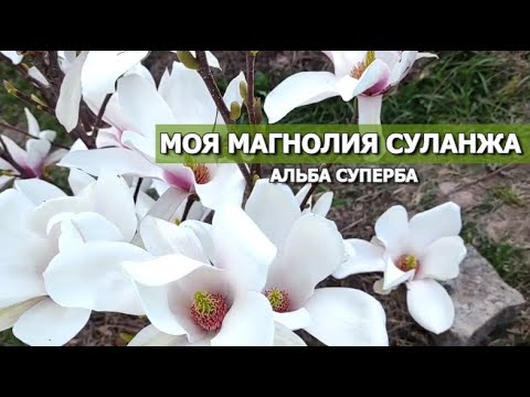 Видео: МАГНОЛИЯ СУЛАНЖА АЛЬБА СУПЕРБА |Моя Magnolia Alba Superba