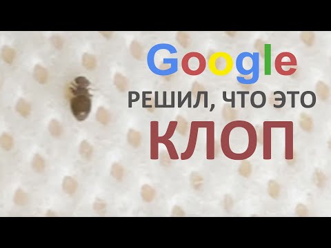 Видео: Как выглядят постельные клопы, а как - сеноеды? Почему люди путают их и причем здесь Гугл Объектив?