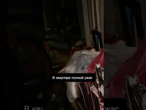 Видео: История Эльзы 💛 ТГ: Хвостатый Дом #приют #собака #животные