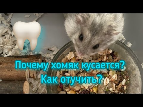 Видео: Почему хомяк кусается?