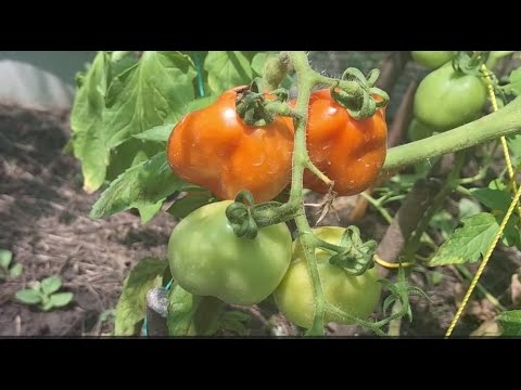 Видео: ДАЧА 5-24/COUNTRY LIFE-Подкормка для помидоров, строим дом/Fertilizer for tomatoes, building a cabin