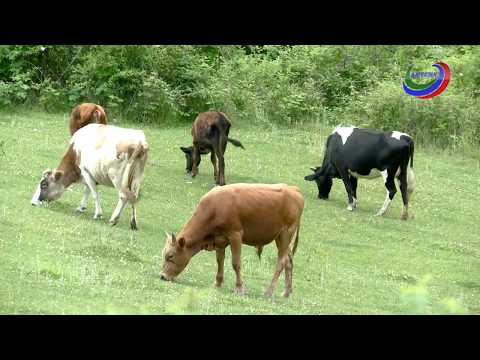 Видео: Табасаранская 18 06 18 Фермер Тажудин Ибрагимов.