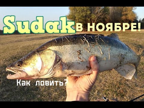 Видео: Судак в ноябре как правильно ловить?