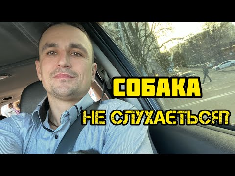 Видео: Собака реагує на перехожих, або інших собак