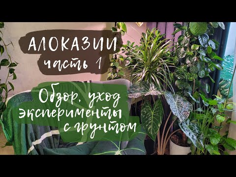 Видео: Обзор коллекции алоказий | Часть 1