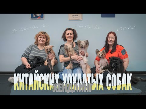 Видео: Китайская хохлатая собака.  Хендлинг.