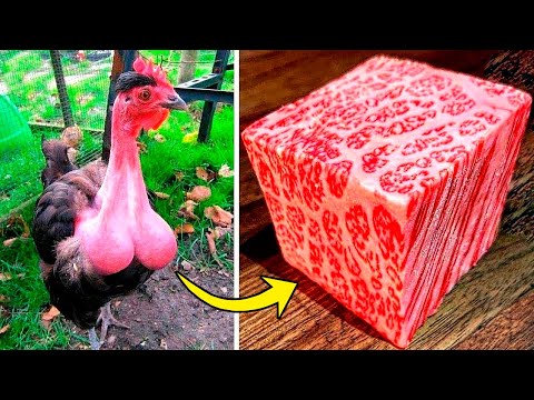 Видео: Самые Дорогие Блюда в Мире, Которые Вы Захотите Попробовать