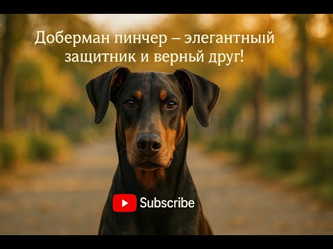 Видео: Доберман пинчер🐕 — элегантный защитник и верный друг💪