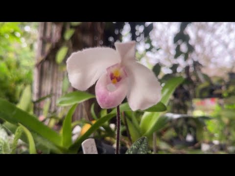 Видео: ОРХИДЕИ, ПТИЦЫ, КЕНГУРУ