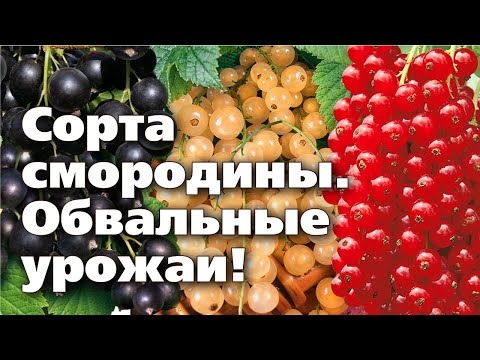 Видео: ЧЕРНАЯ, КРАСНАЯ И БЕЛАЯ СМОРОДИНА. Проверенные урожайные сорта