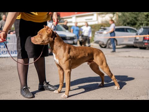 Видео: Выставка собак СКОР IKU г. Волгоград 14.09.2025 Сэм продолжает серию побед