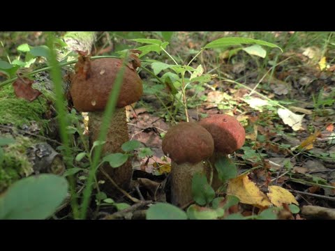 Видео: НЕ СПАЛОСЬ! ВСТАЛ РАНО УТРОМ И УШЁЛ ПО ГРИБЫ! Грибы всаду!