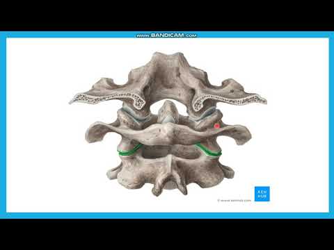 Видео: Атлант-біліктік омыртқалардың байланысы. Латеральді атлант-біліктік буын. Ортаңғы атлант-білік буыны