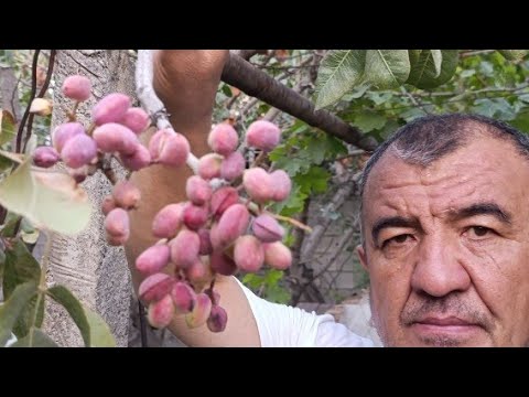 Видео: ПИСТА ПАЙВАНДИ .КУЗГИ КУРТАК УЛАМАСИ.