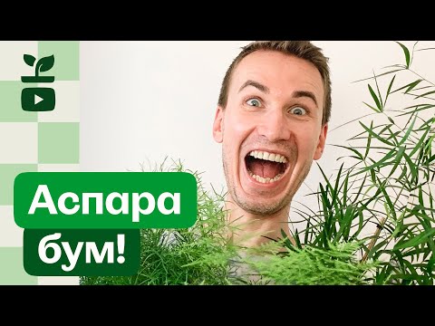 Видео: Аспарагус. Обзор и условия выращивания.