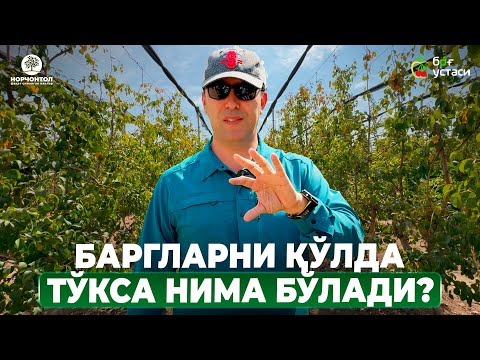 Видео: ДАРАХТЛАРНИ ҚИШГА ТАЙЁРЛАШ ВАҚТИ КЕЛДИ! | ШУҲРАТ АБРОРОВ #shuhratabrorov