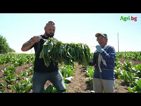 Видео: Цветан Филев: Търсим нови сортове тютюн, които се адаптират към променящите се климатични условия