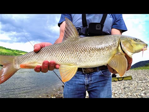 Видео: УСАЧ ГУРМАН. Рыбалка на Рейне.