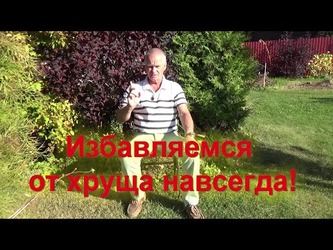 Видео: 92. Личинки майского жука? - гарантированное избавление!