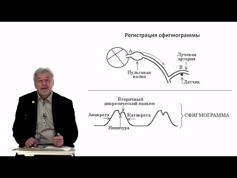Видео: Евсеев А.В. Нормальная физиология. Лекция №18. Движение крови по венам. Периферический кровоток.2024