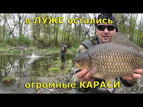 Видео: 🔥 Огромных КАРАСЕЙ ловлю в ЛУЖЕ, среди бобров и заваленных деревьев. 🐟👍 Прерванный нерест карася