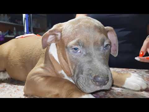 Видео: Как клеить некупированные уши стаффу