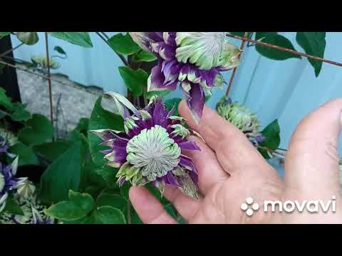 Видео: Размножение клематисов !Быстро ,легко ,просто!Тайга ,Принцесса Диана