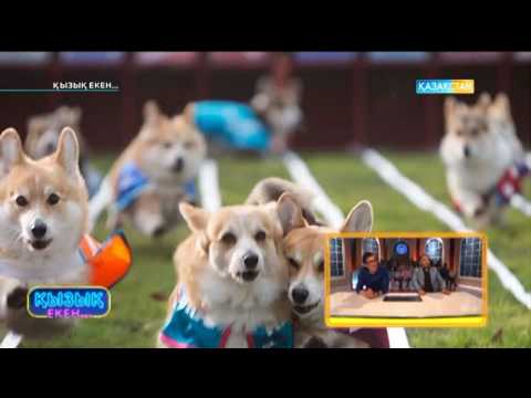 Видео: Қызық екен (19.05.2017)
