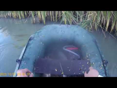 Видео: Рыбалка на реке ПРОТОКА  СОМ,САЗАН, СТЕРЛЯДЬ  Собираю донаты на новую КАМЕРУ! этой капец...