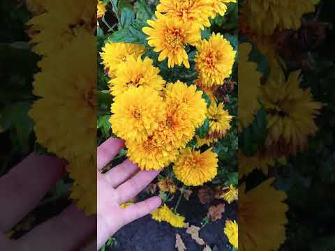 Видео: Королевы осени.