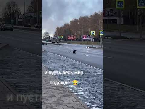 Видео: Пёс из Беларуси показал, как чинить дороги без тендеров и подрядчиков