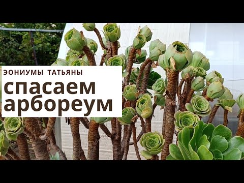 Видео: Спасаем огромный куст эониума арбореум
