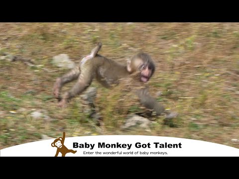 Видео: Один, но живой! Начинается история обезьянки-сироты Тентен! / monpai monyet baby monkey