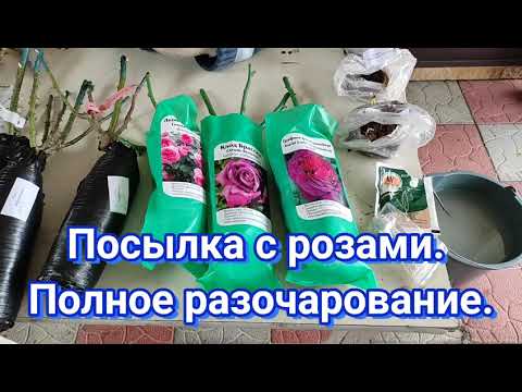 Видео: Распаковка посылки с розами. Разочарование.😪😪😪