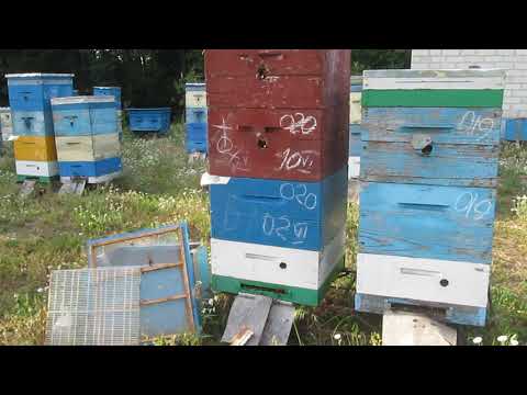 Видео: Двухматочная семья и двухсемейная - не одно и тоже.