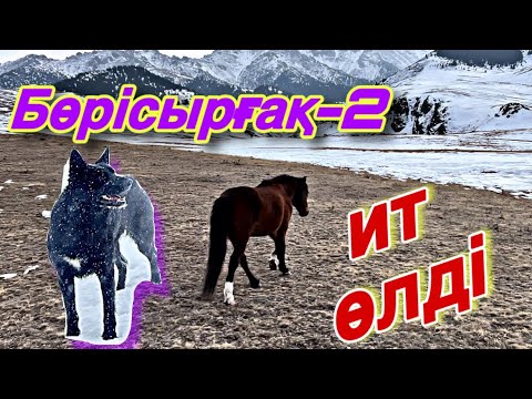 Видео: Бөрісырғақ, ажалсыз ештеңе өлмейді. Қыс-2025.