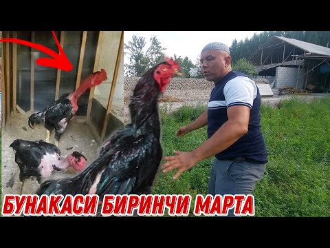 Видео: ПАРВОЗЛАР УЧУН МАХСУС ...ОХУНОВ ТВ ХОНОДОНИДАН ЭКСКЛЮЗИВ ВИДЕО