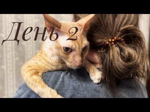 Видео: Неделя влогов в Воронеже. День 2. Была на барахолке