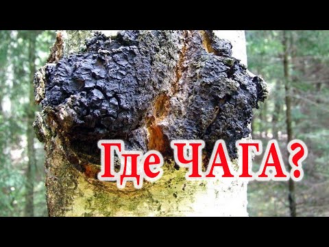 Видео: Где искать чагу в лесу?  Чага березовая.  Заготовка. #дарыприроды
