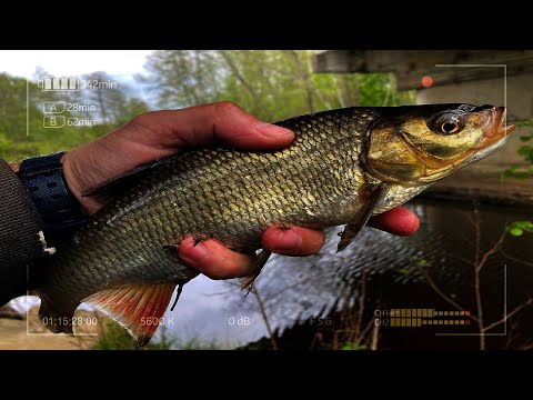 Видео: Мормышинг выручит даже в холодный Май