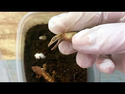 Видео: НЕСЧАСТНЫЙ СЛУЧАЙ С БАНАНОЕДОМ / Вылупление геккона реснитчатого бананоеда